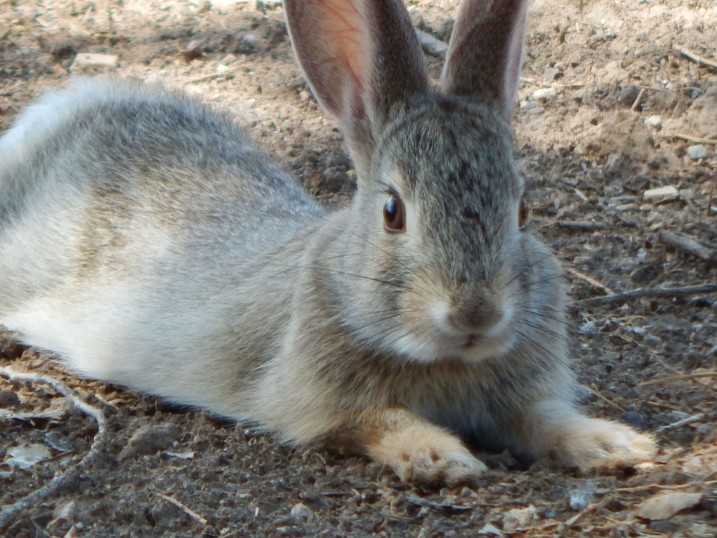 My backyard buddy relaxing, Spring 2020 - Dennis Liberty