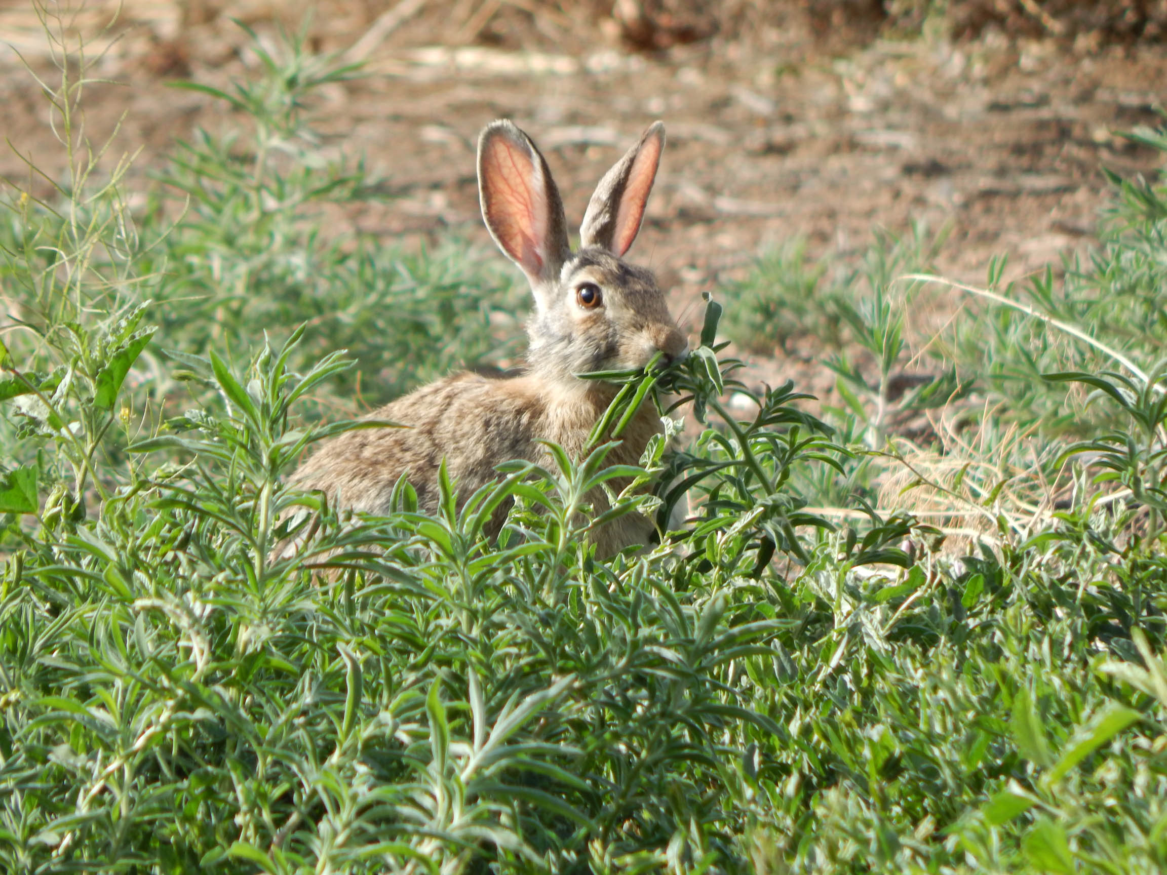 My backyard buddy, Spring 2020 - Dennis Liberty